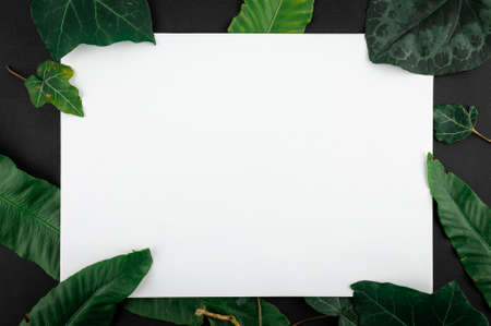 Minimal concept green leaves frame. Flat lay photo of a green leaf. Frame of the leaves.の写真素材