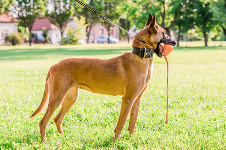 Portrait of a beautiful Malinois Belgian Shepherd dog while playing in the park on a sunny day.の写真素材