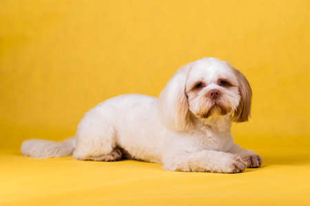 Shi Tzu dog portrait in the photo studio. Cute small dog puppy isolated on the backdrop.の写真素材