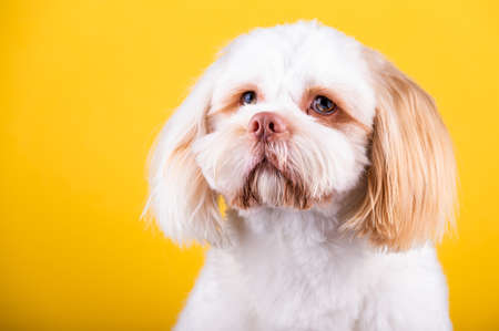 Shi Tzu dog portrait in the photo studio. Cute small dog puppy isolated on the backdrop.の写真素材