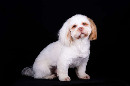 Shi Tzu dog portrait in the photo studio. Cute small dog puppy isolated on the backdrop.の写真素材