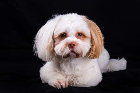 Shi Tzu dog portrait in the photo studio. Cute small dog puppy isolated on the backdrop.の写真素材