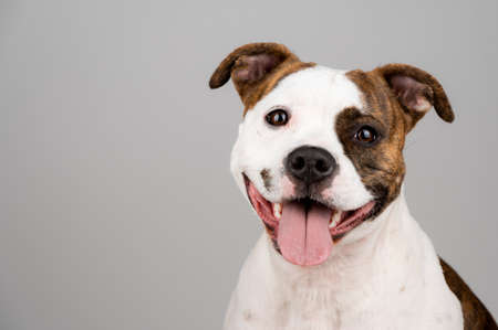 American Stafford terrier dog portrait isolated on the background in the studio. Indoor puppy photography concept. Happy dog posing.の写真素材