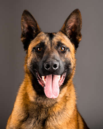 Belgian Malinois shepard studio portrait. Protective dog isolated on the neutral backdrop. Pets photo session in the studio. K9 trained police dog.の写真素材
