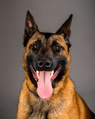 Belgian Malinois shepard studio portrait. Protective dog isolated on the neutral backdrop. Pets photo session in the studio. K9 trained police dog.の写真素材