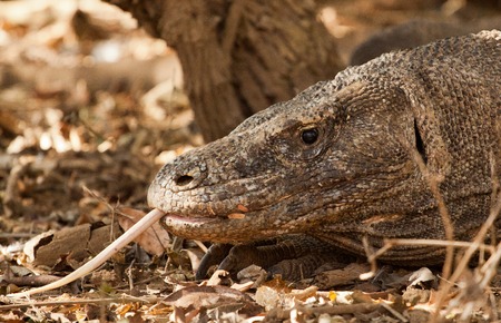 Komodo dragon is on the ground.の写真素材
