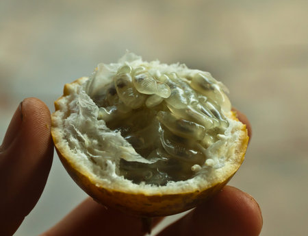 An open passion fruit held in the hand, Flores Indonesia