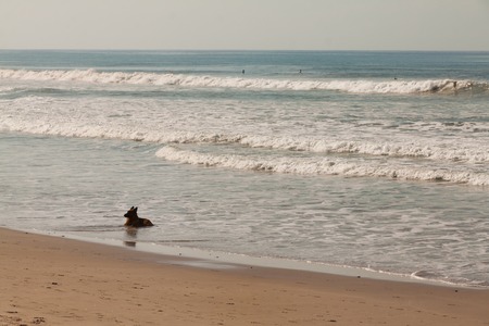 Black dog on the beach looking at the sea in evening light, Costa Rica, Santa Teresaの写真素材