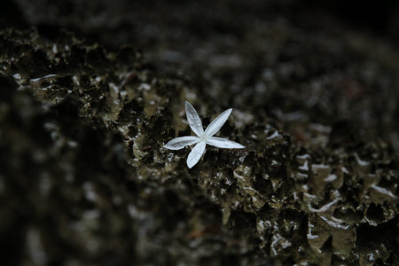 Abstract of waterlily. White Flower with black rock background found in a cave in Thailand railay...