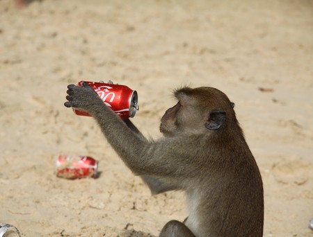 A Coke drinking longtailed macaque in thailand, Railay beach near krabi.の写真素材