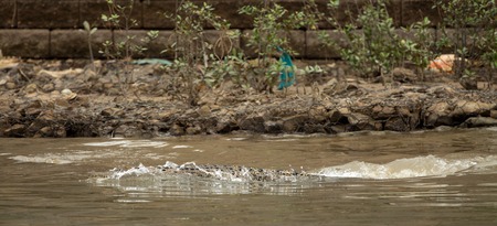 Wildlife crocodile was spotted in the mangroves of Brunei Darussalamの写真素材