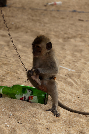 Little longtail macaque, seen on Nusa Lembongan, sitting on a bottle and eats a nutの写真素材