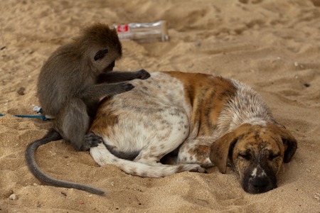 Little longtail macaque, seen on Nusa Lembongan, delouse a dog while he is sleepingの写真素材