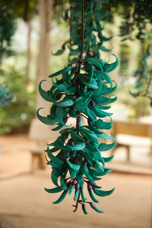 Flowers of Vietnam, flowers seen in Dalatの写真素材