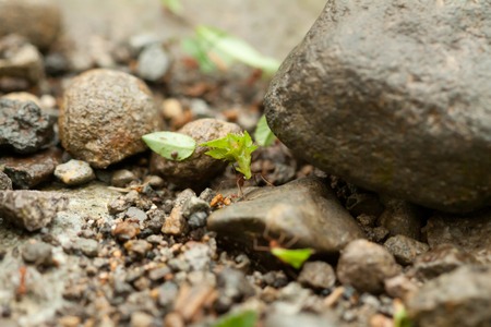 Leafcutter ants Atta sexdens. Wild life animal seen in Costa Ricaの写真素材