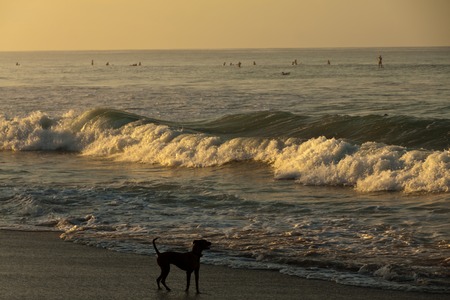 Black dog on the beach looking at the sea in evening light, Costa Rica, Santa Teresaの写真素材