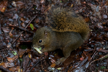 Three common squirrel found a nut on the ground, Costa Rica.の写真素材