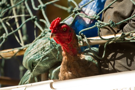 Transport of a rooster on top of a carの写真素材