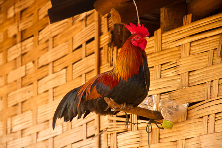 Cocks in the at the wall of the house