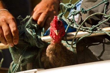 cock transport on a carの写真素材