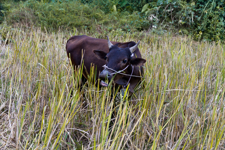 Water buffelo seen in Vang Vieng, Laosの写真素材