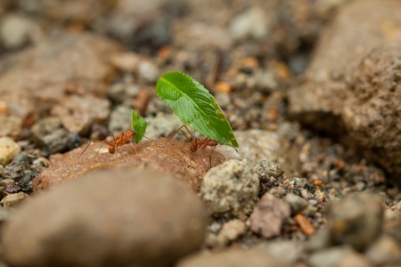 Leaf cutter antsの写真素材