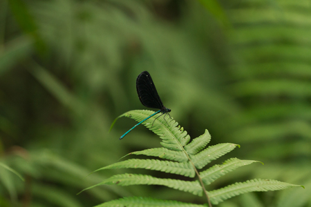 blue Dragonfly with four wingsの写真素材