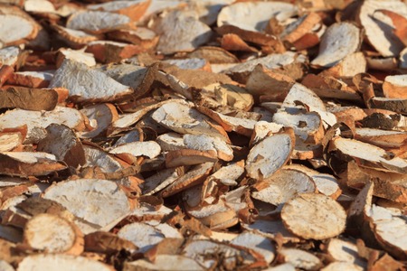Manioc root is drying under sunlight in Mekong delta, Vietnamの写真素材