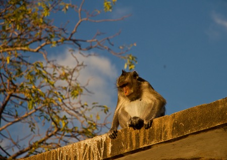 Portrait of a Baby Rhesus macaque monkeyの写真素材