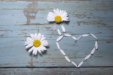 Ox-eye-daisy on grungy background with heart from the leaves.の写真素材