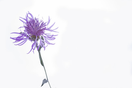 Violet blossom meadow flower on the white backgroundの写真素材