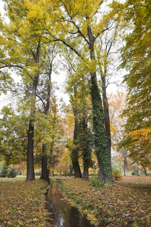 Park in fall and yellow red foliage with small creekの写真素材