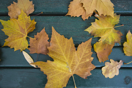 Yellow leaves on the bench in park in octoberの写真素材