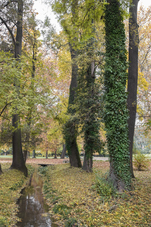 The Park in the fall with small creek and foliageの写真素材