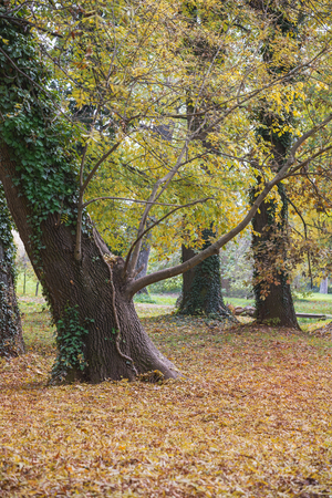 The old tilted tree in the fall with foliageの写真素材