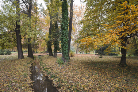 Park with trees and small creek in the fall and foliageの写真素材