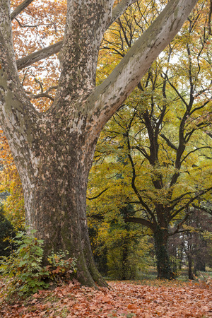The rare old tree in the fall with lot of foliageの写真素材