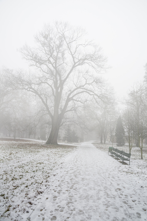Empty park in the winter after the first snow in the fogの写真素材