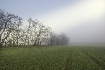 Early morning in fall in the field with the treesの写真素材