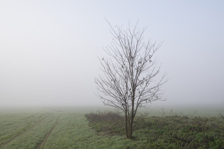 Small tree in the field morning in fall in fogの写真素材