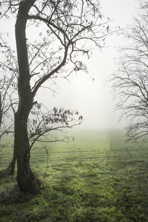 The tree in the field in fall in the fog with sunny raysの写真素材