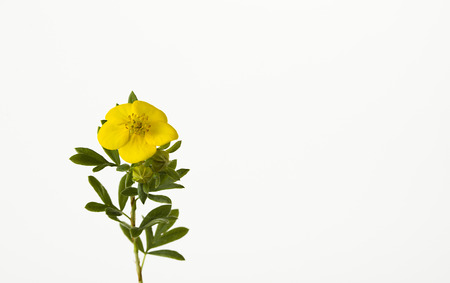 Blossom yellow meadow flower on the white backgroundの写真素材