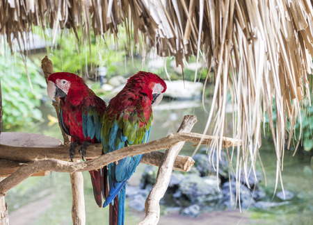 Nice colored parrots are sitting on the boughの写真素材