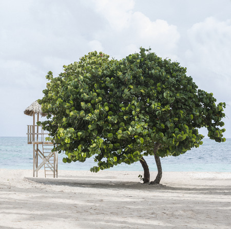 Caribbean beach  with turquoise water and white clouds and treeの写真素材