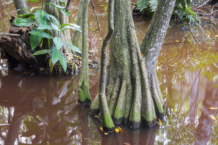 The bog in the primeval forest with rees and plantsの写真素材