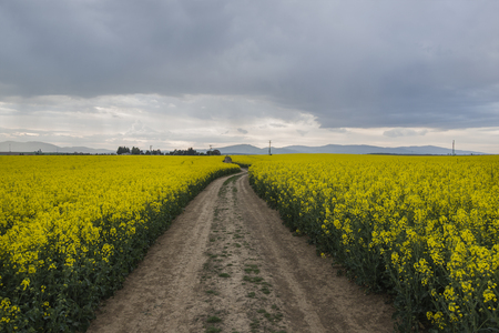 Dark dramatic landscape stormy sky over fieldの写真素材