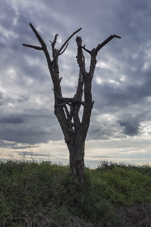 Dark dramatic landscape stormy sky over field with dead tree.の写真素材