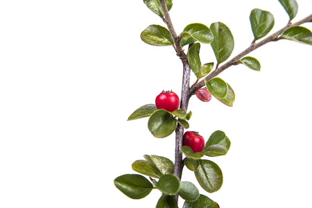 Green branch with leaves pick from the meadow in fall. Autumn sceneの写真素材