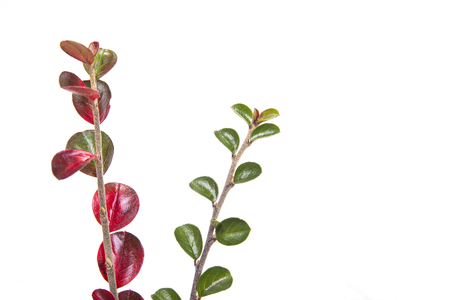 Green branch with leaves pick from the meadow in fall. Autumn sceneの写真素材