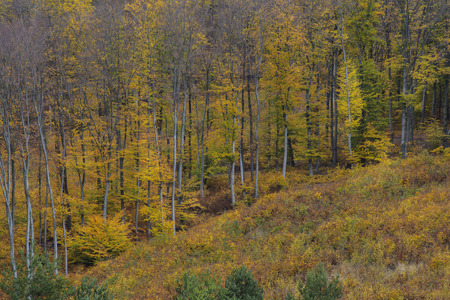 Forest in fall in red and yellow colors. Autumn conceptの写真素材